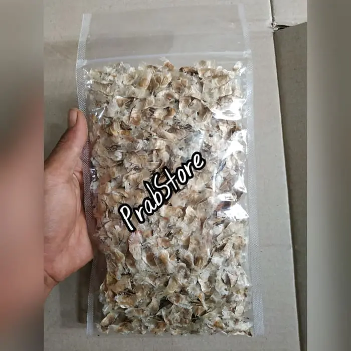 benih biji tabebuya pink kuning ungu/biji siap tanam