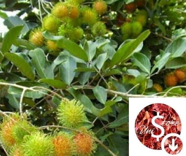 Daun Rambutan - Menaikan libido