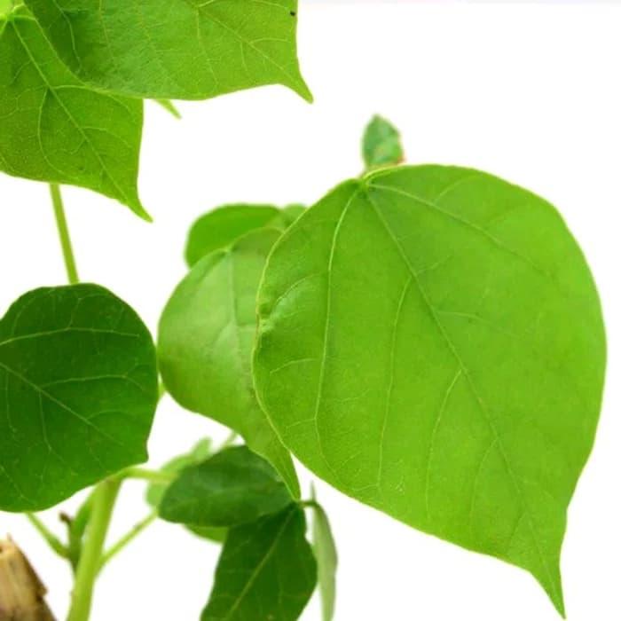(PROMO) Ready DAUN DADAP FRESH HERBAL LANCAR MENSTRUASI