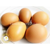 Gambar Agen Telur Ayam Tangerang dari HNR67 Kab. Tangerang 4 Tokopedia