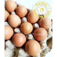 Gambar Agen Telur Ayam Tangerang dari HNR67 Kab. Tangerang 2 Tokopedia