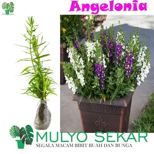 Tanaman Bunga Lavender / Angelonia Berbunga Daun