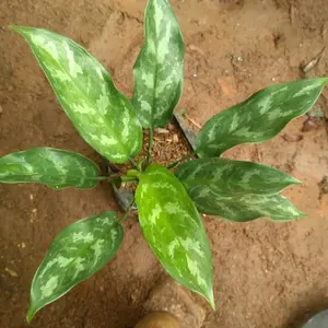 Aglaonema Crispum Tanaman Sri Rezeki Tanaman