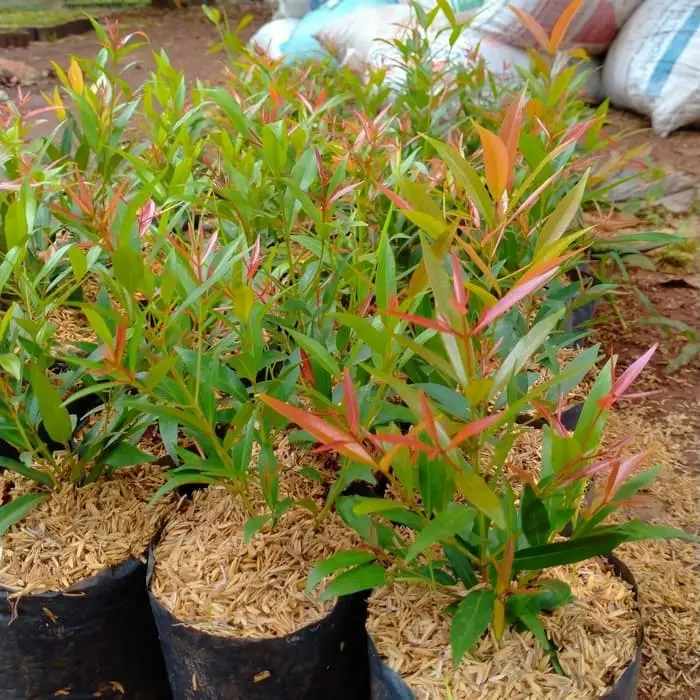 Bibit Pohon Pucuk Merah