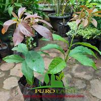 Gambar Pohon Bibit Alpukat Red Vietnam dari PUROTANI.ID Kab. Purworejo 2 Tokopedia