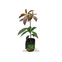 Gambar Pohon Bibit Alpukat Red Vietnam dari PUROTANI.ID Kab. Purworejo 1 Tokopedia