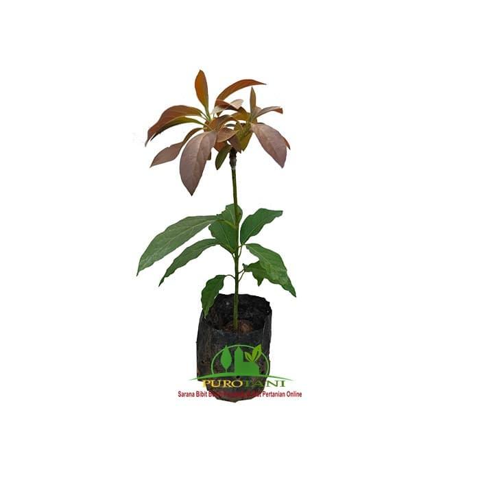 Gambar Pohon Bibit Alpukat Red Vietnam dari PUROTANI.ID Kab. Purworejo Tokopedia