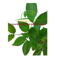 Gambar Pohon Asem Londo Bibit Asam Belanda dari PUROTANI.ID Kab. Purworejo 2 Tokopedia