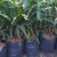 Gambar tanaman hias palem regu dari podo joyo group Kota Administrasi Jakarta Timur 1 Tokopedia