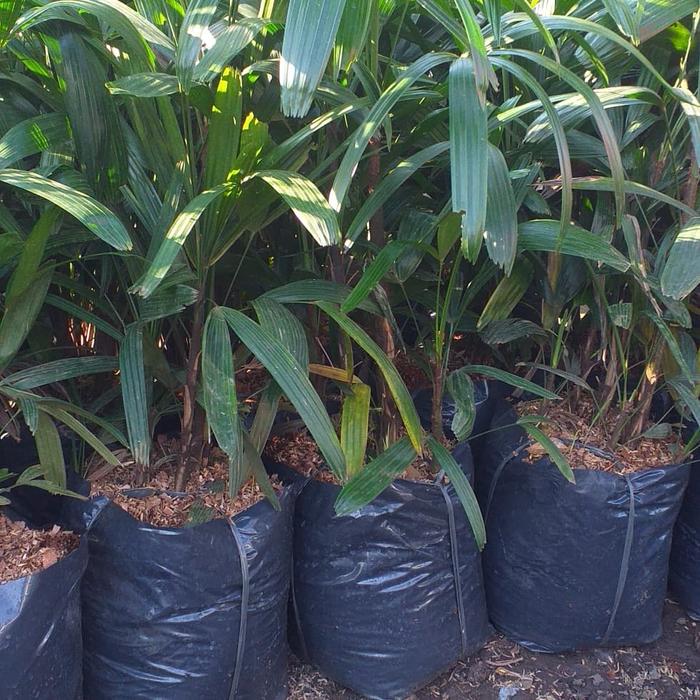 Gambar tanaman hias palem regu dari podo joyo group Kota Administrasi Jakarta Timur Tokopedia