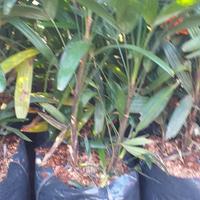 Gambar tanaman hias palem regu dari podo joyo group Kota Administrasi Jakarta Timur 2 Tokopedia