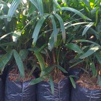 Gambar tanaman hias palem regu dari podo joyo group Kota Administrasi Jakarta Timur 3 Tokopedia