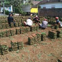 Gambar jual rumput taman ngawi rumput gajah mini rumput jepang rumput golf dari rumput gajah mini 10rb Kab. Malang 5 Tokopedia
