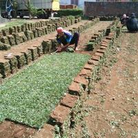 Gambar jual rumput taman ngawi rumput gajah mini rumput jepang rumput golf dari rumput gajah mini 10rb Kab. Malang 4 Tokopedia