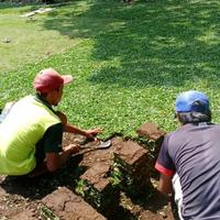 Gambar jual rumput taman ngawi rumput gajah mini rumput jepang rumput golf dari rumput gajah mini 10rb Kab. Malang 1 Tokopedia