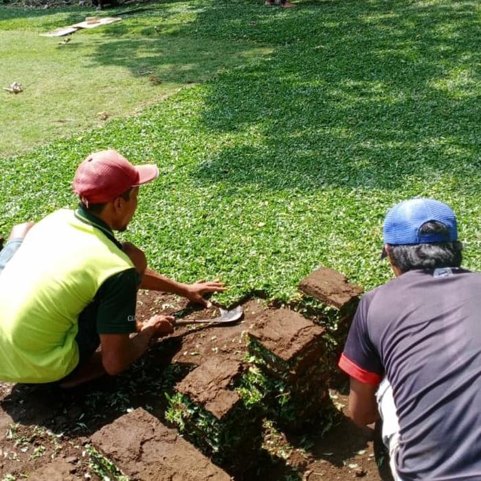 Gambar jual rumput taman ngawi rumput gajah mini rumput jepang rumput golf dari rumput gajah mini 10rb Kab. Malang Tokopedia
