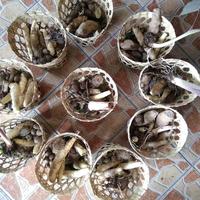 Gambar paket bibit umbi dari Pondok Alam Kab. Sleman 1 Tokopedia