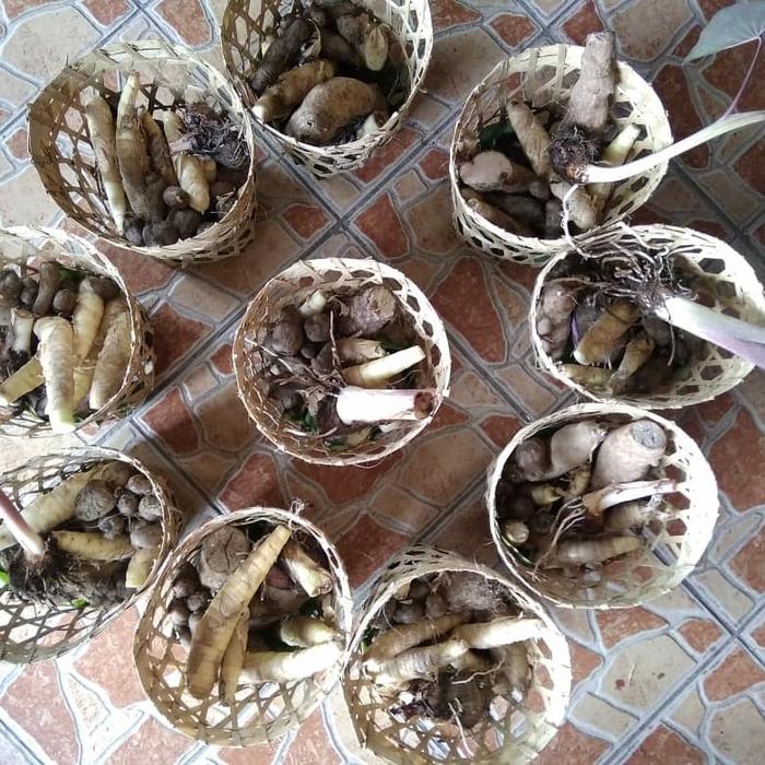 Gambar paket bibit umbi dari Pondok Alam Kab. Sleman Tokopedia