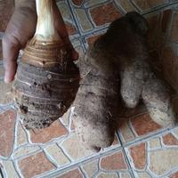 Gambar paket bibit umbi dari Pondok Alam Kab. Sleman 2 Tokopedia