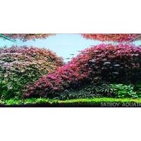 Gambar Pupuk Cair Aquascape Ferty Black Macro+ 250ML dari Aquair Indonesia Kota Depok 3 Tokopedia