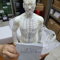 Gambar Patung Akupuntur Model PRIA / Boneka Titik Titik Akupuntur dari DuniaAkupuntur Kota Administrasi Jakarta Barat 4 Tokopedia