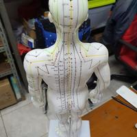 Gambar Patung Akupuntur Model PRIA / Boneka Titik Titik Akupuntur dari DuniaAkupuntur Kota Administrasi Jakarta Barat 3 Tokopedia