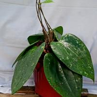 Gambar Hoya Glabra Sumatera dari Belibungayuk Kab. Mandailing Natal 3 Tokopedia