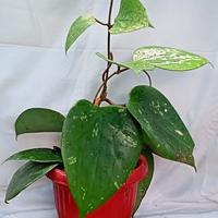 Gambar Hoya Glabra Sumatera dari Belibungayuk Kab. Mandailing Natal 5 Tokopedia