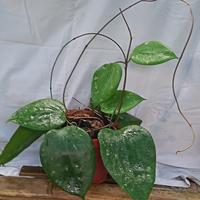 Gambar Hoya Glabra Sumatera dari Belibungayuk Kab. Mandailing Natal 2 Tokopedia