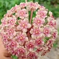 Gambar Hoya Glabra Sumatera dari Belibungayuk Kab. Mandailing Natal 1 Tokopedia