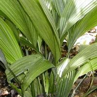 Gambar ready daun marasi jumbo bahan bungkus bakcang/bacang dari ATK GALERY Kab. Pangandaran 1 Tokopedia