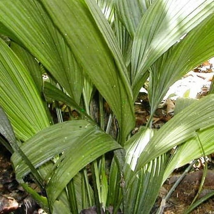 Gambar ready daun marasi jumbo bahan bungkus bakcang/bacang dari ATK GALERY Kab. Pangandaran Tokopedia