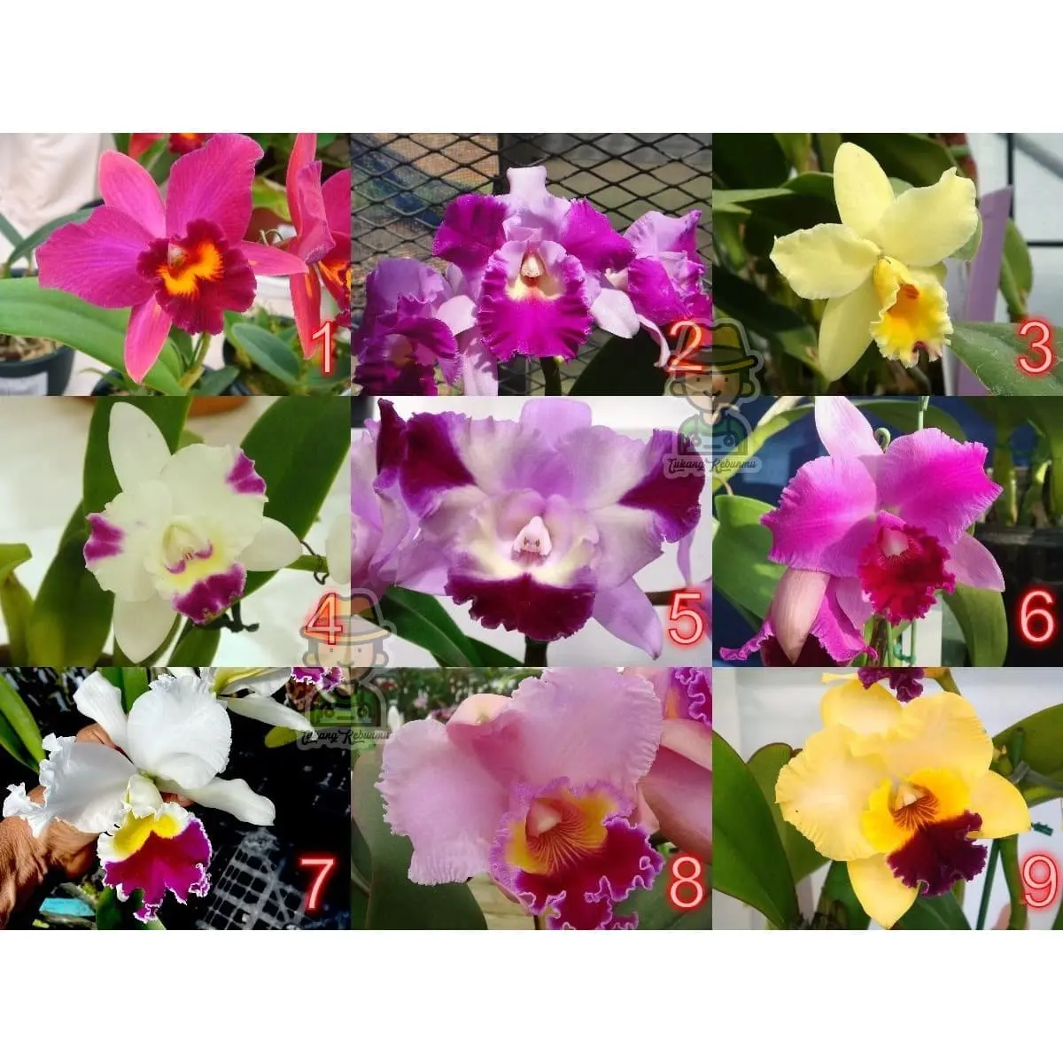 Seedling Anggrek Cattleya Bunga Besar Hybrid Taiwan 4 - 6 Bulan