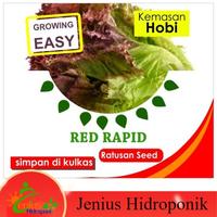 Gambar Benih Bibit Selada Red Rapid / Bibit Sayuran Lettuce Selada Merah dari TopHydro Kab. Bekasi 2 Tokopedia