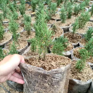 Rosemary Tinggi 15cm