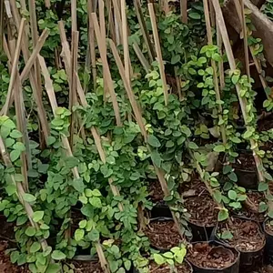 Tanaman Rambat Dolar - Pohon Dolar