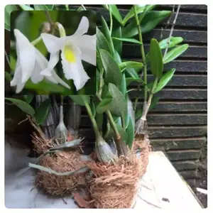 anggrek merpati siap berbunga/dendrobium dewasa