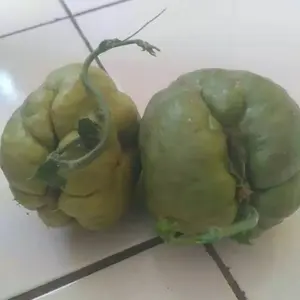 Bibit Labu Siam Siap Tuk D Tanam Murah