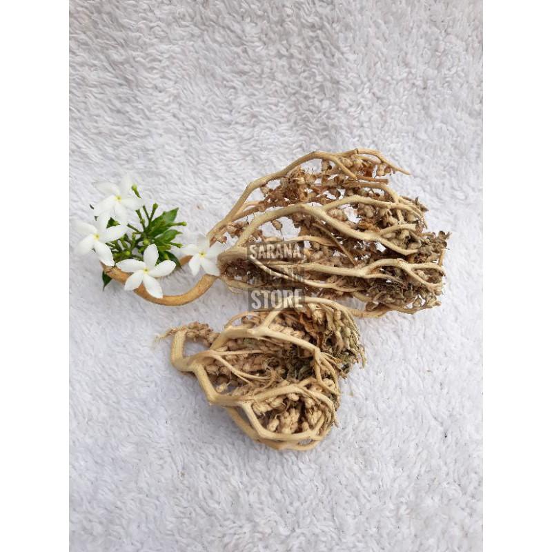 Akar Fatimah Spesial Herbal Untuk Kewanitaan Asli Import