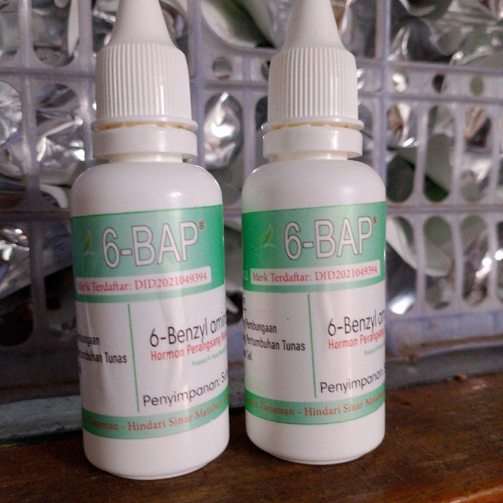 Obat perangsang tanaman (6-BAP) harga 60.000